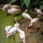 Bidya Sinha Saha Mim Instagram - Birds spreading joy, one chirp at a time.

#birdphotography #love