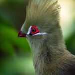 Bidya Sinha Saha Mim Instagram - Birds spreading joy, one chirp at a time.

#birdphotography #love