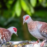 Bidya Sinha Saha Mim Instagram - Birds spreading joy, one chirp at a time.

#birdphotography #love