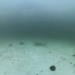 Violette Wautier Instagram – พวกเราสาวงามว่ายแต่น้ำเย็น อยากเปลี่ยนเป็นเดินนนนน 

#summerliveaboard