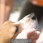 Elisabetta Canalis Instagram - Questo video che finalmente @lav_italia ha potuto condividere con me e con voi mi ha fatto venire i brividi. 
Dopo un periodo di verifiche e di collaborazione con l’autorità giudiziaria sono stati liberati 25 tra beagle, macachi e marmoset dai laboratori di sperimentazione, portandoli via da anni di prigionia ed esperimenti terribili .