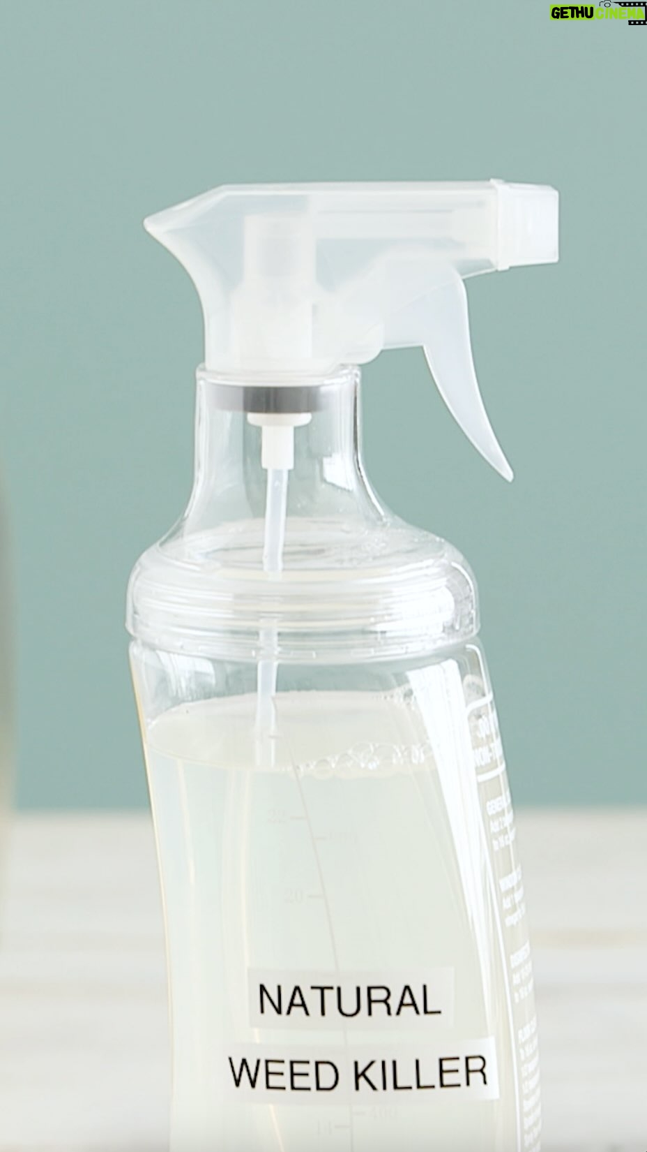 Martha Stewart Instagram - The next time you’re looking to rid your yard of stubborn weeds, don’t reach for conventional weed killers and herbicides. Instead, try a natural solution to keep pesky plants at bay. You can make an organic alternative with an ingredient that is likely sitting in your pantry: vinegar. Head to the link in our bio to learn how you can make your own DIY weed killer.