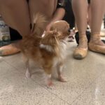 Demi Moore Instagram – Pilaf at the @njballet! Bravo to @__harrisonball__ for the incredible choreography and to @zacposen for the magnificent costumes. Congrats to all the amazing dancers — @pilaf.littlemouse was captivated as was I!