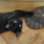 Fearne Cotton Instagram – I’m super excited to announce that I’m officially an ambassador for animal welfare charity @themayhew! You will have seen me talking about them a lot on here recently – I really think the work they do is amazing. I’ve adopted three cats from the Mayhew, most recently our gorgeous Super Frank, and I know the joy that a rescue animal brings to your life. The demand for the Mayhew’s services is skyrocketing at the moment and they need our support more than ever. So please, give them a follow and if you’re looking to add a dog or cat to you life, I urge you to check them out. And watch this space – we’ll be working together to make a real difference to dogs, cat and communities!
@themayhew ❤️