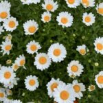 Shin Min-a Instagram - 😄🌼🌸