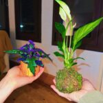 Clara Galle Instagram – Un soliloquio es una reflexión interior o en voz alta y a solas. Sí que estoy sola y loca cuando me hablo a mí misma por las mañanas y el cielo viste aún una franja rosa. La planta mira triste y mustia cómo primero echo agua a la cafetera. ¿Cuántas frases tendré aferradas en el estómago porque las mariposas no las quieren soltar? 
Viajo en tren porque ahí pienso más. Tomar el tren es como colocar el marca páginas al tiempo, cerrar la tapa y dejar descansar la vida ahí, hasta llegar a mi estación y retomar el libro.
¿Qué pasaría si en los ríos hubiera olas? A veces me gustaría convertir las frases estridentes que hacen algunas personas en el sonido del agua entre las rocas. 
Mi espejo es un lago y ahí es donde veo mis peces y mis algas. 
¿Las rocas se ponen de acuerdo para formar huecos perfectos por donde vislumbrar el cielo? 
“Ojalá poder fijar cada momento con un esfuerzo supremo. “
– C✨