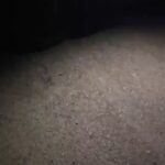 Olga Orlova Instagram - Друзья, я публикую эту информацию из первых уст, второй день на связи с волонтерами из Ставрополя. Ставропольский край,Александровский район,хутор Конный.На территории конезавода ООО Племенной конный завод «Ставропольский»,с февраля 2024 года,пали от голода несколько  десятков голов лошадей, порода «терская». Объективного и человеческого понимания, почему у конного завода отсутствует еда, вода и необходимый уход за лошадьми - нет. Трупы лошадей не убирались, лежали месяцами,где пали. По трупам ходили живые лошади. 
Кошмар продолжался на территории примерно до 10 апреля,пока местные жители х.Конный не обратили внимание на жуткий запах, и начали бить тревогу. Хозяин решил проблему по-своему: завёз резину, начал сжигать ее вместе с трупами лошадей. Всё, что не сгорело, присылали землёй на следующий день.(фото, видео в карусели). С февраля по 25 апреля ТРУПЫ ЛЕЖАЛИ  ПО ТЕРРИТОРИИ. По нашим данным и со слов рабочих, которых удалось разговорить, на территории сейчас остаётся порядка 80 голов лошадей. Большая часть -это полуживые скелеты - повторимся, нет ни воды, ни еды, ни минимального ухода.Хозяин известен (в карусели). Комментировать ситуацию отказывается, угрожает девочкам-волонтерам, запугивает. 
На 1.05.2024 число, на территории  до сих пор лежат  останки, присыпанные  землёй, что нарушает все мыслимые законы и человеческие нормы. 
На территорию хозяин неравнодушных волонтёров не пускает, продолжаются угрозы и запугивания. 
После визита волонтеров на место был вызван ветнадзор, который, как мы можем судить по оценке «всё в порядке!» находится с владельцем в крайне дружеских отношениях, и идёт на должностное преступление, иных объяснений, как подобная картина могла остаться в глазах ветнадзора незамеченной, у нас нет. 
Нужна максимальная огласка! 
Оставшихся лошадей необходимо спасать, пока есть минимальный шанс их спасти! Ни один нормальный человек не может смотреть на эти кадры спокойно! Всё это происходит сейчас, под «покровительством» одного человека. Прошу подключиться к ситуации федерацию конного спорта РФ, прокуратуру РФ, публичных лиц и всех неравнодушных. Это просто чудовищно, и виновные должны быть наказаны по закону. Прямая связь: 7.988.865.35.39 Яна.