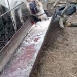 Olga Orlova Instagram - Друзья, я публикую эту информацию из первых уст, второй день на связи с волонтерами из Ставрополя. Ставропольский край,Александровский район,хутор Конный.На территории конезавода ООО Племенной конный завод «Ставропольский»,с февраля 2024 года,пали от голода несколько  десятков голов лошадей, порода «терская». Объективного и человеческого понимания, почему у конного завода отсутствует еда, вода и необходимый уход за лошадьми - нет. Трупы лошадей не убирались, лежали месяцами,где пали. По трупам ходили живые лошади. 
Кошмар продолжался на территории примерно до 10 апреля,пока местные жители х.Конный не обратили внимание на жуткий запах, и начали бить тревогу. Хозяин решил проблему по-своему: завёз резину, начал сжигать ее вместе с трупами лошадей. Всё, что не сгорело, присылали землёй на следующий день.(фото, видео в карусели). С февраля по 25 апреля ТРУПЫ ЛЕЖАЛИ  ПО ТЕРРИТОРИИ. По нашим данным и со слов рабочих, которых удалось разговорить, на территории сейчас остаётся порядка 80 голов лошадей. Большая часть -это полуживые скелеты - повторимся, нет ни воды, ни еды, ни минимального ухода.Хозяин известен (в карусели). Комментировать ситуацию отказывается, угрожает девочкам-волонтерам, запугивает. 
На 1.05.2024 число, на территории  до сих пор лежат  останки, присыпанные  землёй, что нарушает все мыслимые законы и человеческие нормы. 
На территорию хозяин неравнодушных волонтёров не пускает, продолжаются угрозы и запугивания. 
После визита волонтеров на место был вызван ветнадзор, который, как мы можем судить по оценке «всё в порядке!» находится с владельцем в крайне дружеских отношениях, и идёт на должностное преступление, иных объяснений, как подобная картина могла остаться в глазах ветнадзора незамеченной, у нас нет. 
Нужна максимальная огласка! 
Оставшихся лошадей необходимо спасать, пока есть минимальный шанс их спасти! Ни один нормальный человек не может смотреть на эти кадры спокойно! Всё это происходит сейчас, под «покровительством» одного человека. Прошу подключиться к ситуации федерацию конного спорта РФ, прокуратуру РФ, публичных лиц и всех неравнодушных. Это просто чудовищно, и виновные должны быть наказаны по закону. Прямая связь: 7.988.865.35.39 Яна.