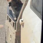 Ree Drummond Instagram - They live for rides.