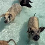 Tabitha Brown Instagram – Still not over the swimming pigs at pig beach!! It really was special to witness and they were huge! 🐷 They love visitors with apples and seem to really enjoy relaxing and swimming ❤️. #bahamas #tabithabrown #spreadlove #livelife #pigbeach