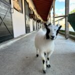 Gökçe Akyıldız Instagram - 🪅