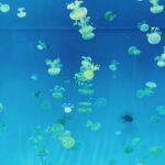 Jessica Capshaw Instagram - Aquarium Trippin’ 🐠