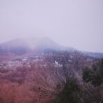 Kasumi Arimura Instagram - Happy New Year.
冬らしい景色は茶花が美しい。