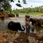 Burcu Biricik Instagram – Bazı gidip gördüğün yerler vardır üstünden ne kadar zaman geçerse geçsin anıları hep capcanlıdır Sri Lanka da öyle bi yer benim için. Sri Lanka maceramızı seturday.com a yazdım. Gitmek isteyenler merak edenler nereyi görmek, nerede yemek lazım diyenler yazimi seturday.com dan okuyabilir hatta siz de aynı platformda yer alabilirsiniz. 
Platforma üye ol “yazar ol” fonksiyonu ile seyahat yazılarınızı paylaş 😊
#seturday #gezginlerinsosyalplatformu 
@seturdaycom 🎈