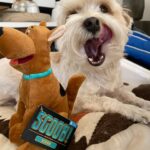 Gina Rodriguez Instagram – 🐶 SCOOB