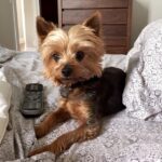 A.J. Cook Instagram - Always by my side. I love this little fuzz ball.