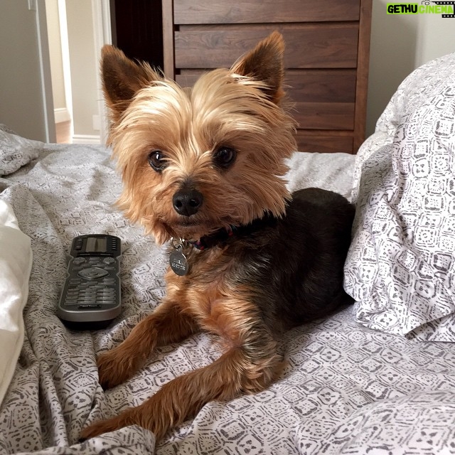 A.J. Cook Instagram - Always by my side. I love this little fuzz ball.