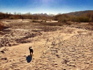 A.J. Cook Instagram - Goodbye my sweet girl. My heart and home feel a little emptier but I can feel your happiness as you can now run and leap into your next big adventure. #loveyou #doglover #zara #missyou 💕