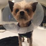 A.J. Cook Instagram - Heading into the weekend like... #coneofshame #doglife