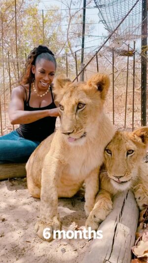 A.J. Johnson Instagram - Y'ALL!!!!😝🙌🏾

Do you remember my lion cubs???

I met them at 3 months old, then visited them at 6 months old. 
I just went to see them, now 2 years old!!!😍😍
 The care taker said they are peaceful because they remember my voice- my love and my scent. They remember  me!!!😲😳🥹🥹

Say hi to my soulmates- my peace -Kierra and Hunter!! 🥰☺️🙌🏾🙌🏾🙏🏾

Yup... my words for more in 2024? 

More particular...More bold. 
That includes who I hang out with. Help me tell em @ciara that's just how I roll. 🤷🏽‍♀️😝