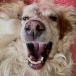 Açelya Topaloğlu Instagram - Bu beraber son fotoğrafımız. Gözlüğüme sıçrayan gözyaşlarım var. Kimi üzüntüden kimi öfkeden… Canım oğlum, yol arkadaşım Hugo’mu dün kaybettik. 8. günün sonunda zehire yenik düştü oğlum. Kim koydu, nerden buldu, nasıl oldu… cevaplarının hiçbir önemi olmayan sorularla gitti yavrum. Dilerim kimsenin, hiçbir canlının başına gelmesin. Seni çok seviyorum pembe burunlum. Huzurla uyu🧡