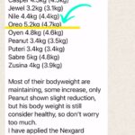 Aaron Aziz Instagram - Nak tanya kucing korang yg selalu banyak makan yang paling perangai tak??? Dah la tak kerja, makan tido aje tetap ATITUDE!! OYEOOOO pls jaga diet! Wife abg ni memang kalau chcek up kucing on point. Nampak kutu sikit, vet. Kalau vaccination pun tak boleh lambat! Ps : recommmend sikit nak buat mcm mana dgn jewel n peanut yg makan tak naik naik badan! Dan recommend house call groomer sekali please. Thank u