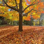 Abbi Jacobson Instagram - Autumn highlights