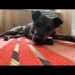 Abbi Jacobson Instagram - Desi, my guy. ❤️ My little teacher who showed up and taught me how to love unconditionally, to trust and earn trust. As someone who has often felt “tricky” to love (had been told I was tricky once by a therapist…,) I found my tricky counterpart in Desi. And I learned that “tricky” isn’t bad or hard, just different and specific. And then, that “tricky” is full of care and patience and sweetness. Desi was treated pretty badly before we met, he had a bb bullet in his side and thus had a ton of anxiety and fear around people, and so we had to figure out how to start again— and we did, together. I’m so lucky to have gotten to share my life with the gentlest, weirdest, hilarious, most handsome companion during some of the most difficult, significant and transformative years I’ll probably ever have. I will forever be grateful we found each other and for @muttscouts for finding Desi. When a being dies, people say the sadness you feel is equivalent to the amount you loved them. And that feels true, a wave of loss for my little shadow who is no longer here. My best friend and confidant. My four time cross country backseat companion. My anxious wingman. My Desi-o. I write all this mostly to say I miss my boy and that “tricky” is my new prerequisite. Also dogs are just… well if you know you know.