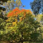 Abbi Jacobson Instagram - Autumn highlights