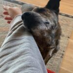 Abbi Jacobson Instagram - Desi, my guy. ❤️ My little teacher who showed up and taught me how to love unconditionally, to trust and earn trust. As someone who has often felt “tricky” to love (had been told I was tricky once by a therapist…,) I found my tricky counterpart in Desi. And I learned that “tricky” isn’t bad or hard, just different and specific. And then, that “tricky” is full of care and patience and sweetness. Desi was treated pretty badly before we met, he had a bb bullet in his side and thus had a ton of anxiety and fear around people, and so we had to figure out how to start again— and we did, together. I’m so lucky to have gotten to share my life with the gentlest, weirdest, hilarious, most handsome companion during some of the most difficult, significant and transformative years I’ll probably ever have. I will forever be grateful we found each other and for @muttscouts for finding Desi. When a being dies, people say the sadness you feel is equivalent to the amount you loved them. And that feels true, a wave of loss for my little shadow who is no longer here. My best friend and confidant. My four time cross country backseat companion. My anxious wingman. My Desi-o. I write all this mostly to say I miss my boy and that “tricky” is my new prerequisite. Also dogs are just… well if you know you know.