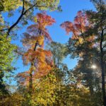 Abbi Jacobson Instagram - Autumn highlights