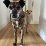 Abbi Jacobson Instagram - Desi, my guy. ❤️ My little teacher who showed up and taught me how to love unconditionally, to trust and earn trust. As someone who has often felt “tricky” to love (had been told I was tricky once by a therapist…,) I found my tricky counterpart in Desi. And I learned that “tricky” isn’t bad or hard, just different and specific. And then, that “tricky” is full of care and patience and sweetness. Desi was treated pretty badly before we met, he had a bb bullet in his side and thus had a ton of anxiety and fear around people, and so we had to figure out how to start again— and we did, together. I’m so lucky to have gotten to share my life with the gentlest, weirdest, hilarious, most handsome companion during some of the most difficult, significant and transformative years I’ll probably ever have. I will forever be grateful we found each other and for @muttscouts for finding Desi. When a being dies, people say the sadness you feel is equivalent to the amount you loved them. And that feels true, a wave of loss for my little shadow who is no longer here. My best friend and confidant. My four time cross country backseat companion. My anxious wingman. My Desi-o. I write all this mostly to say I miss my boy and that “tricky” is my new prerequisite. Also dogs are just… well if you know you know.
