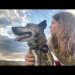 Abbi Jacobson Instagram - Desi, my guy. ❤️ My little teacher who showed up and taught me how to love unconditionally, to trust and earn trust. As someone who has often felt “tricky” to love (had been told I was tricky once by a therapist…,) I found my tricky counterpart in Desi. And I learned that “tricky” isn’t bad or hard, just different and specific. And then, that “tricky” is full of care and patience and sweetness. Desi was treated pretty badly before we met, he had a bb bullet in his side and thus had a ton of anxiety and fear around people, and so we had to figure out how to start again— and we did, together. I’m so lucky to have gotten to share my life with the gentlest, weirdest, hilarious, most handsome companion during some of the most difficult, significant and transformative years I’ll probably ever have. I will forever be grateful we found each other and for @muttscouts for finding Desi. When a being dies, people say the sadness you feel is equivalent to the amount you loved them. And that feels true, a wave of loss for my little shadow who is no longer here. My best friend and confidant. My four time cross country backseat companion. My anxious wingman. My Desi-o. I write all this mostly to say I miss my boy and that “tricky” is my new prerequisite. Also dogs are just… well if you know you know.