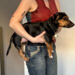Abby Roberts Instagram - dogs and fashion and fashionable dogs