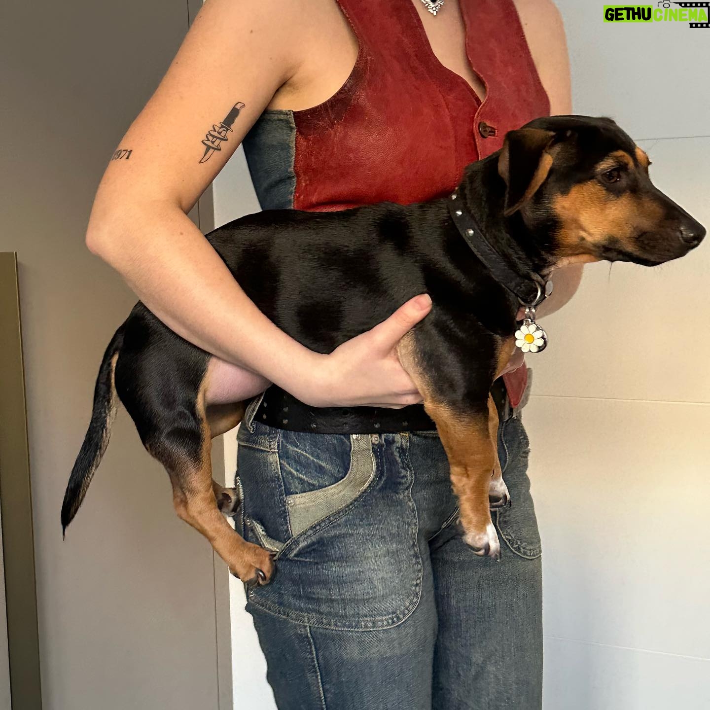 Abby Roberts Instagram - dogs and fashion and fashionable dogs