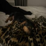 Abby Roberts Instagram - dogs and fashion and fashionable dogs