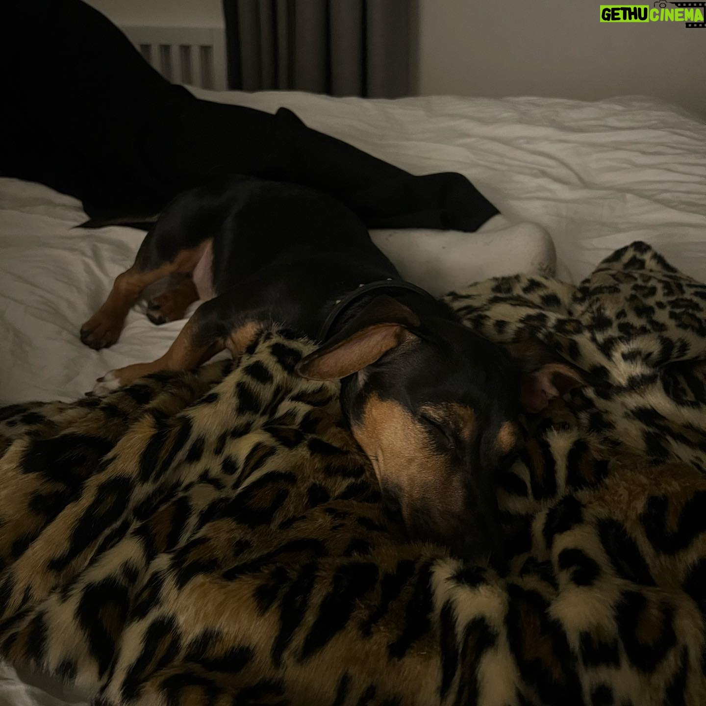 Abby Roberts Instagram - dogs and fashion and fashionable dogs