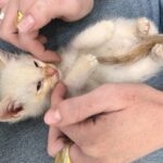 Abigail Cowen Instagram – Found these little guys in a shed the other night starving, full of flees, and without mom. Why I was in a shed you might ask? We will get to that another time. 

But all that matters is they are now fed, and after they made a little visit to the good ol’ vet-a-roo (They rode shotgun. I mean what kind of person would make them drive themselves there in that condition?) they are now flee free. 
Sooner or later I’ll be on my front porch, teary-eyed, waving to them as they make their big trek to law school. Once orphans, now… scholars. 
Happy belated Mother’s Day to me. 

(2 found homes and 3 are being adopted oh so soon… potentially by me lollll 🤍)