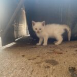 Abigail Cowen Instagram – Found these little guys in a shed the other night starving, full of flees, and without mom. Why I was in a shed you might ask? We will get to that another time. 

But all that matters is they are now fed, and after they made a little visit to the good ol’ vet-a-roo (They rode shotgun. I mean what kind of person would make them drive themselves there in that condition?) they are now flee free. 
Sooner or later I’ll be on my front porch, teary-eyed, waving to them as they make their big trek to law school. Once orphans, now… scholars. 
Happy belated Mother’s Day to me. 

(2 found homes and 3 are being adopted oh so soon… potentially by me lollll 🤍)