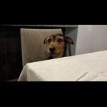 Adriana Louvier Instagram - No había podido escribir por aquí, el dolor tan grande que tenía y él no aceptar que mi perrito amado partió. Estas fotos son unas cuantas de millones de momentos que pasamos con él, juntos, siempre con tanto amor.Es un pequeño homenaje para nuestro Lec. Mi gran compañero, mi amigo, mi sombra en la casa, quien más me ha cuidado y demostrado un amor infinito. Quienes nos conocen saben lo mucho que lo amamos y lo que significa hoy ya no estar con él. Tuve tanto miedo de que este día llegara, ahora nos toca vivir sabiendo que está por todos lados a donde vamos, nos acompañará siempre. Hasta luego mi perrito guerrero, amor eterno. Tu familia que te ama. ❤️ Gracias amor por todo el esfuerzo y amor para todos en la casa y para Lec. @gutosalas Y muchas gracias @veterinaryoncology y @mvzlorenasamano por su gran dedicación y atención con Lec. 🙏🏽