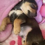 Adriana Louvier Instagram - No había podido escribir por aquí, el dolor tan grande que tenía y él no aceptar que mi perrito amado partió. Estas fotos son unas cuantas de millones de momentos que pasamos con él, juntos, siempre con tanto amor.Es un pequeño homenaje para nuestro Lec. Mi gran compañero, mi amigo, mi sombra en la casa, quien más me ha cuidado y demostrado un amor infinito. Quienes nos conocen saben lo mucho que lo amamos y lo que significa hoy ya no estar con él. Tuve tanto miedo de que este día llegara, ahora nos toca vivir sabiendo que está por todos lados a donde vamos, nos acompañará siempre. Hasta luego mi perrito guerrero, amor eterno. Tu familia que te ama. ❤️ Gracias amor por todo el esfuerzo y amor para todos en la casa y para Lec. @gutosalas Y muchas gracias @veterinaryoncology y @mvzlorenasamano por su gran dedicación y atención con Lec. 🙏🏽