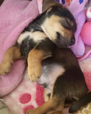 Adriana Louvier Instagram - No había podido escribir por aquí, el dolor tan grande que tenía y él no aceptar que mi perrito amado partió. Estas fotos son unas cuantas de millones de momentos que pasamos con él, juntos, siempre con tanto amor.Es un pequeño homenaje para nuestro Lec. Mi gran compañero, mi amigo, mi sombra en la casa, quien más me ha cuidado y demostrado un amor infinito. Quienes nos conocen saben lo mucho que lo amamos y lo que significa hoy ya no estar con él. Tuve tanto miedo de que este día llegara, ahora nos toca vivir sabiendo que está por todos lados a donde vamos, nos acompañará siempre. Hasta luego mi perrito guerrero, amor eterno. Tu familia que te ama. ❤️ 
Gracias amor por todo el esfuerzo y amor para todos en la casa y para Lec. @gutosalas 
Y muchas gracias @veterinaryoncology y @mvzlorenasamano por su gran dedicación y atención con Lec. 🙏🏽