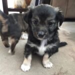 Adrienne C. Moore Instagram - H A P P Y N A T I O N A L P U P P Y D A Y. To know me is to know how much I love these 3. S/O to puppy rescue. @mowgli.and.lola I rescued in LA (@hopeforpawsrescue) and my @loddy.doddy I found on the streets of ATL. Or should I say, they rescued me. Love you pooches. And even though you're getting older, you'll always be my puppies. 💋 Can you guess which puppies are Lola and Mowgli in the first picture? #rescuedog #dogsofinstagram