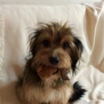Adrienne C. Moore Instagram - H A P P Y N A T I O N A L P U P P Y D A Y. To know me is to know how much I love these 3. S/O to puppy rescue. @mowgli.and.lola I rescued in LA (@hopeforpawsrescue) and my @loddy.doddy I found on the streets of ATL. Or should I say, they rescued me. Love you pooches. And even though you're getting older, you'll always be my puppies. 💋 Can you guess which puppies are Lola and Mowgli in the first picture? #rescuedog #dogsofinstagram