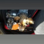 Adrienne C. Moore Instagram - H A P P Y N A T I O N A L P U P P Y D A Y. To know me is to know how much I love these 3. S/O to puppy rescue. @mowgli.and.lola I rescued in LA (@hopeforpawsrescue) and my @loddy.doddy I found on the streets of ATL. Or should I say, they rescued me. Love you pooches. And even though you're getting older, you'll always be my puppies. 💋 Can you guess which puppies are Lola and Mowgli in the first picture? #rescuedog #dogsofinstagram