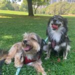 Adrienne C. Moore Instagram - H A P P Y N A T I O N A L P U P P Y D A Y. To know me is to know how much I love these 3. S/O to puppy rescue. @mowgli.and.lola I rescued in LA (@hopeforpawsrescue) and my @loddy.doddy I found on the streets of ATL. Or should I say, they rescued me. Love you pooches. And even though you're getting older, you'll always be my puppies. 💋 Can you guess which puppies are Lola and Mowgli in the first picture? #rescuedog #dogsofinstagram