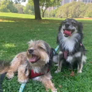 Adrienne C. Moore Instagram - H A P P Y  N A T I O N A L  P U P P Y  D A Y. To know me is to know how much I love these 3. S/O to puppy rescue. @mowgli.and.lola I rescued in LA (@hopeforpawsrescue) and my @loddy.doddy I found on the streets of ATL. Or should I say, they rescued me. Love you pooches. And even though you're getting older, you'll always be my puppies. 💋

Can you guess which puppies are Lola and Mowgli in the first picture?

#rescuedog #dogsofinstagram