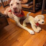 Adrienne C. Moore Instagram - H A P P Y N A T I O N A L P U P P Y D A Y. To know me is to know how much I love these 3. S/O to puppy rescue. @mowgli.and.lola I rescued in LA (@hopeforpawsrescue) and my @loddy.doddy I found on the streets of ATL. Or should I say, they rescued me. Love you pooches. And even though you're getting older, you'll always be my puppies. 💋 Can you guess which puppies are Lola and Mowgli in the first picture? #rescuedog #dogsofinstagram