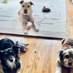 Adrienne C. Moore Instagram - H A P P Y N A T I O N A L P U P P Y D A Y. To know me is to know how much I love these 3. S/O to puppy rescue. @mowgli.and.lola I rescued in LA (@hopeforpawsrescue) and my @loddy.doddy I found on the streets of ATL. Or should I say, they rescued me. Love you pooches. And even though you're getting older, you'll always be my puppies. 💋 Can you guess which puppies are Lola and Mowgli in the first picture? #rescuedog #dogsofinstagram