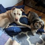 Adrienne C. Moore Instagram - Look who's loving their new travel bed from @perrouno.official. although it was meant for @mowgli.and.lola, big boy @loddy.doddy couldn't resist getting into it as well. HE LOVES IT! I guess we'll have to get him his own now! Can't wait to take this puppy out on the road. Thanks @perrouno.official